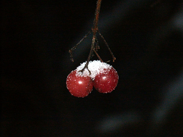 berries.jpg